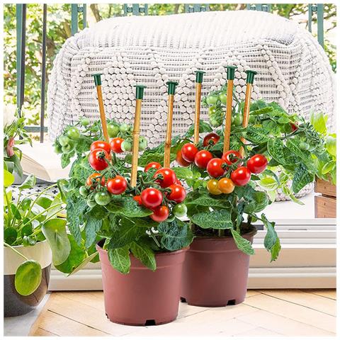 Capsule Per Pali Di Bambù Da Giardino - Protegge Dalle Punte Taglienti E Previene La Putrefazione   48 Pezzi - Foto 6