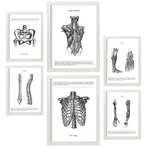 Set Di 6 Stampe Anatomia Muscoli, Gamba, Braccio, Colonna Vertebrale, Bacino Perfetto Per Decorare Studi O Studi Medici A3 & A4 Cornice Nera - Foto 1