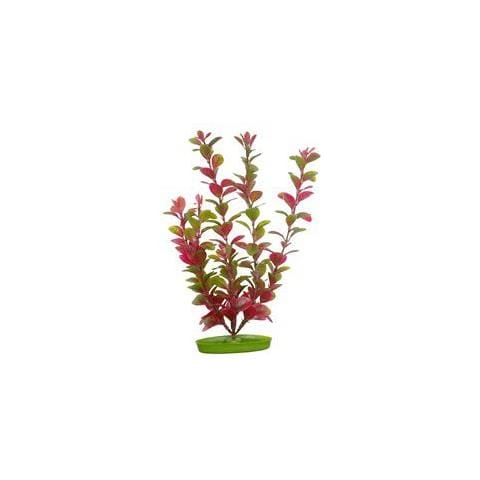 Pezzatura Di Aquascaper Ludwigia Rosso 12,5 Cm - Foto 1