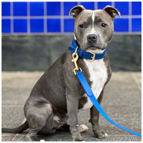 Guinzaglio Per Cani Blu - L - Foto 3