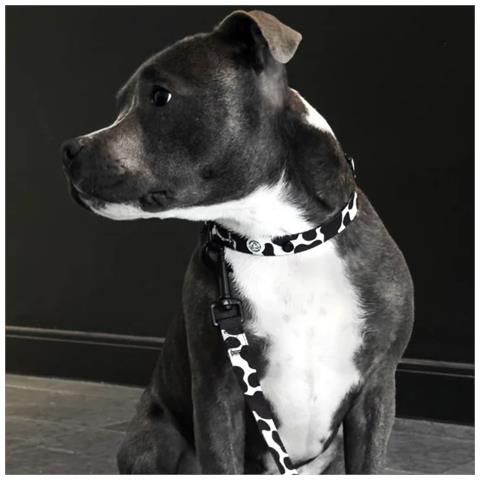 Guinzaglio Per Cani Da Mucca - Foto 3