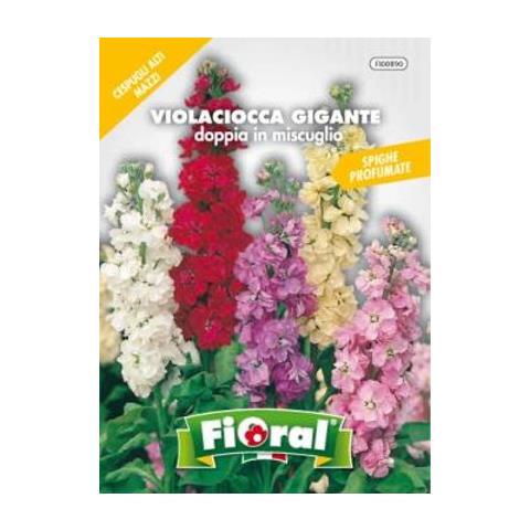Fiore Di Violaciocca Gigante Doppia In Miscuglio - L'ortolano - Foto 1
