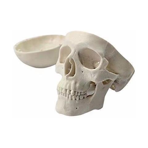 Medical Umana Anatomico Testa Completa Dellosso Osso Del Cranio Mini Modello - Foto 2