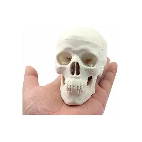 Medical Umana Anatomico Testa Completa Dellosso Osso Del Cranio Mini Modello - Foto 1