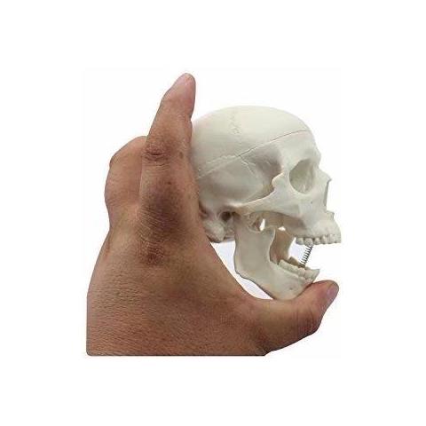 Medical Umana Anatomico Testa Completa Dellosso Osso Del Cranio Mini Modello - Foto 4