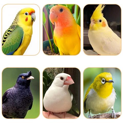 5 Pezzi Posatoi In Plastica Per Uccelli - Accessori Per Gabbie Per Ondulati, Fringuelli E Pappagalli - Foto 5