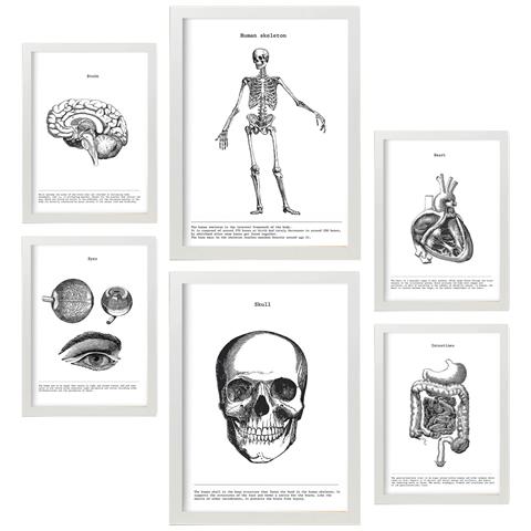 Set Di 6 Stampe Raccolta Di Poster Di Organi E Ossa Con Collage Estetico Per La Decorazione D'interni A3 & A4 Cornice Bianca - Foto 1