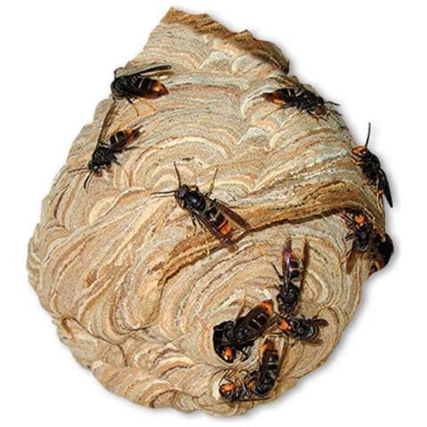 Insetticida Massó Vespe 750 Ml - Foto 2