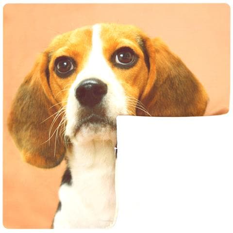 Set Di 2 Copricuscini 40x40 Cm Beagle Dog Design - Foto 5
