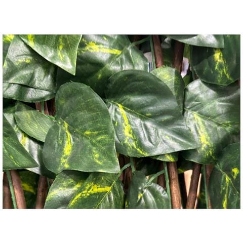 Traliccio Potos Foglie Rampicante Verde Frangivista Recinzione Giardino Balcone 1x2mt - Foto 2