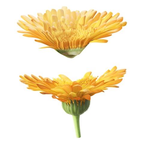 Lait corporel au Calendula 200 ml Latte - Foto 3