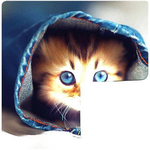 Set Di 2 Copricuscini 40x40 Cm Kitten Jeans Design - Foto 5