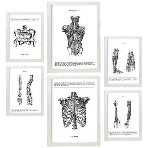 Set Di 6 Stampe Anatomia Muscoli, Gamba, Braccio, Colonna Vertebrale, Bacino Perfetto Per Decorare Studi O Studi Medici A3 & A4 Cornice Bianca - Foto 1