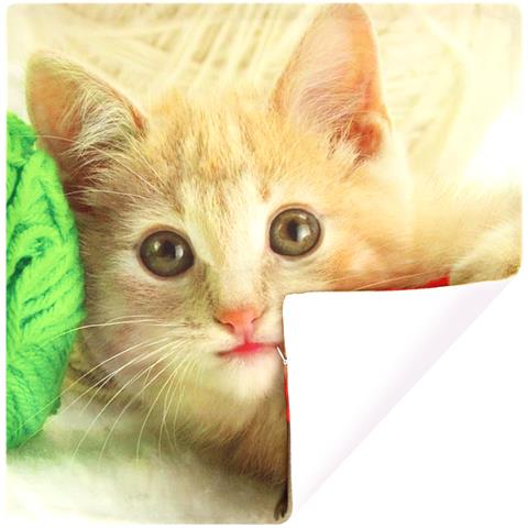 Set Di 2 Copricuscini 40x40 Cm Kitten Pelote Design - Foto 2