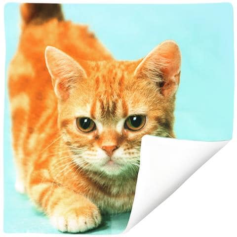 Set Di 2 Copricuscini 40x40 Cm Design Gatto Giallo - Foto 2