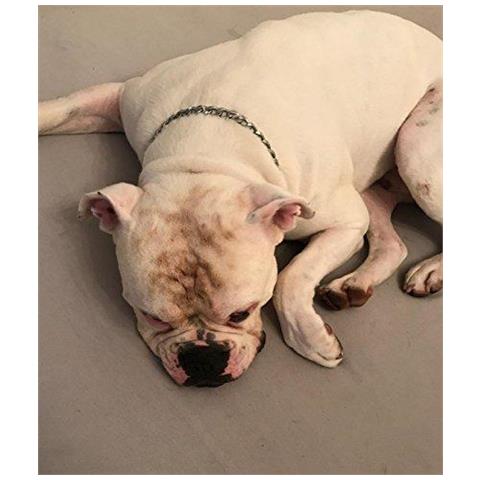 Felice Hachi Forte Catena Del Serpente Di Metallo Collare Di Addestramento Del Cane Collari Collana Dellanimale Domestico Del Collo Corda (m-35 Millimetri 55 Cm) - Foto 2