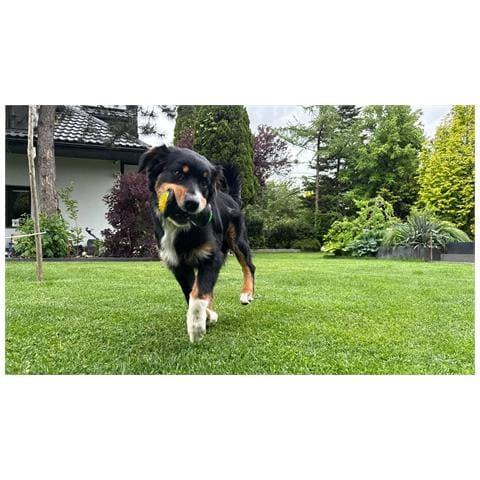 Gioco Per Cani Palla Rimbalzante Luminosa Giocattolo Di Gomma Da Masticare Da Tirare E Riporto Galleggiante - Foto 2