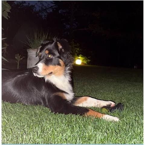 Gioco Per Cani Palla Rimbalzante Luminosa Giocattolo Di Gomma Da Masticare Da Tirare E Riporto Galleggiante - Foto 8