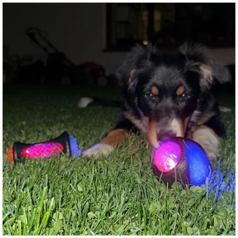 Palla Giocattolo Luminosa Per Cani Con Punte Per Riporto Gioco Interattivo Saltellante - Foto 6