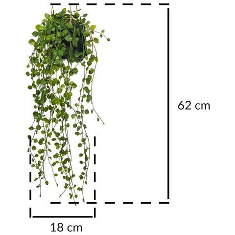 Pianta Artificiale Rampicante Peperomia, Ø 18 X 62 Cm - Foto 3