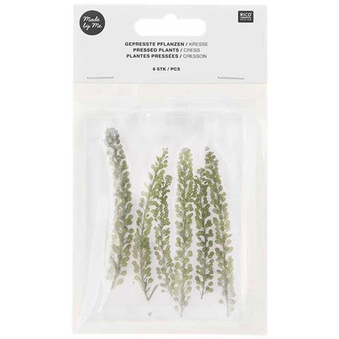 Crescione Essiccato E Pressato - Foto 1