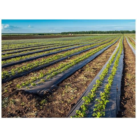 Telo Pacciamatura Drenante Verde Per Giardino, Serra, Orto Anti Erbacce 100x2.1 Telo - Foto 2