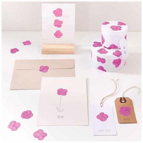 Ortensie Rosa Essiccate E Pressate - Foto 1