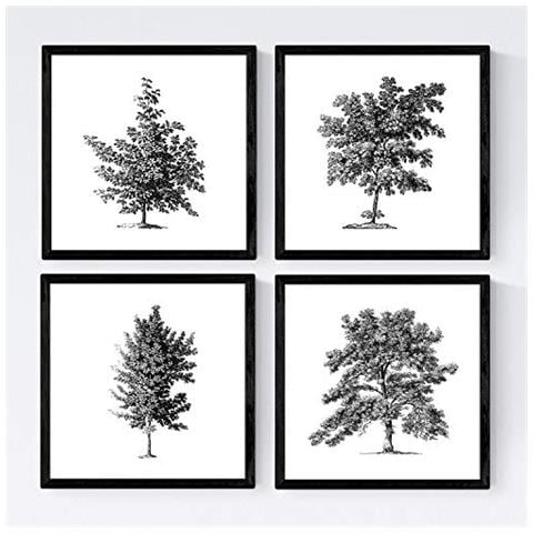 Set Di 4 Stampe Fogli Di Alberi. Alberi Senza Fiori Di Taglia , Sfondo Bianco Poster Carta 250 Gr E Inchiostri Di Alta Qualità Senza Cornice 30x30 Cm - Foto 1