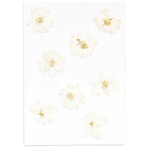 Delphinium Bianchi Essiccati E Pressati - Foto 1