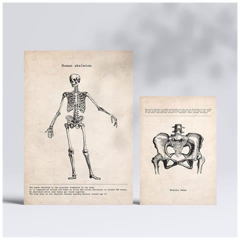 Set Di 6 Stampe Illustrazioni Mediche Di Scheletri In Stile Vintage Di Anatomia, Parti Del Corpo, Ossa E Muscoli A3 & A4 Senza Cornice - Foto 2
