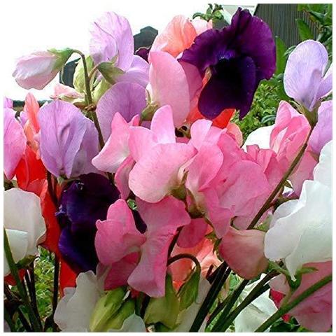 Sweet Pea - Mammoth Misto - Appx 230 Seeds - Lathyrus - Foto 1