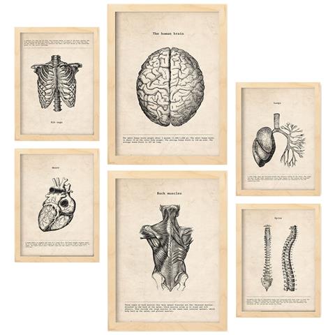 Set Di 6 Stampe Illustrazioni Mediche In Stile Vintage Della Parte Superiore Del Corpo, Anatomia, Parti Del Corpo, Ossa E Muscoli A3 & A4 Telaio In Legno Chiaro - Foto 1