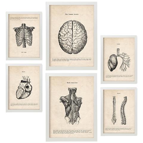 Set Di 6 Stampe Illustrazioni Mediche In Stile Vintage Della Parte Superiore Del Corpo, Anatomia, Parti Del Corpo, Ossa E Muscoli A3 & A4 Cornice Bianca - Foto 1