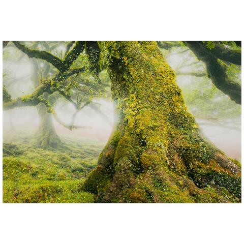 Stampa Su Tela Foresta Paesaggio Boschivo Con Cornice, 90x60 Cm - Foto 2