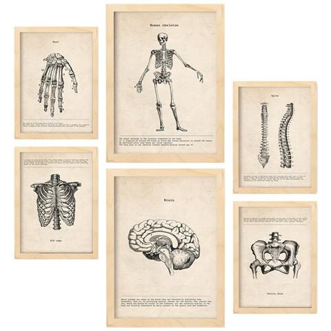 Set Di 6 Stampe Illustrazioni Mediche Di Scheletri In Stile Vintage Di Anatomia, Parti Del Corpo, Ossa E Muscoli A3 & A4 Telaio In Legno Chiaro - Foto 1
