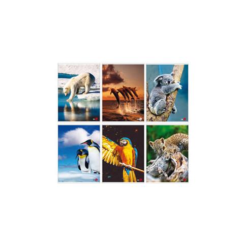 Maxiquaderno A4 40fg+2 80gr 5mm C / margine Animal 2020 - Foto 1