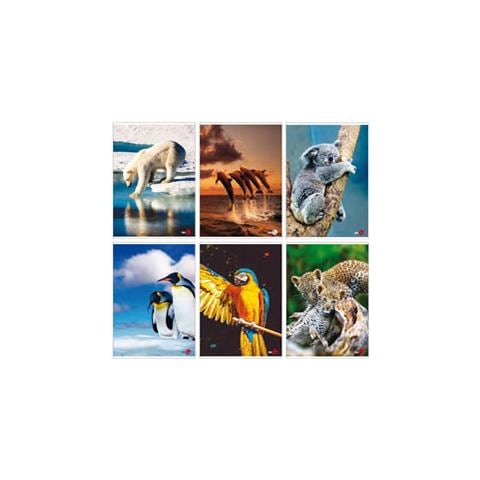 Maxiquaderno A4 40fg+2 80gr 4mm Animal 2020 - Foto 1