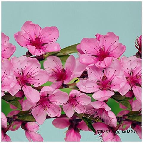 Completo Lenzuola 160 X 270 Cm + 1 Federa 50 X 90 Cm - Foto 2