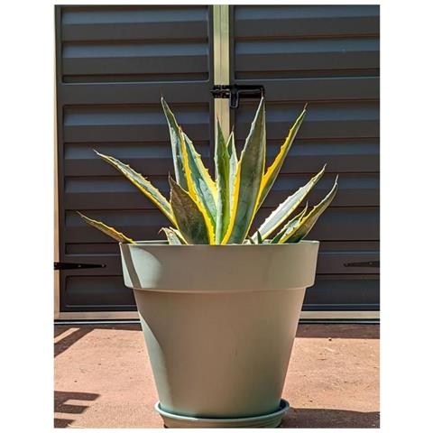Vaso Verde Ø 50 Cm - Foto 1