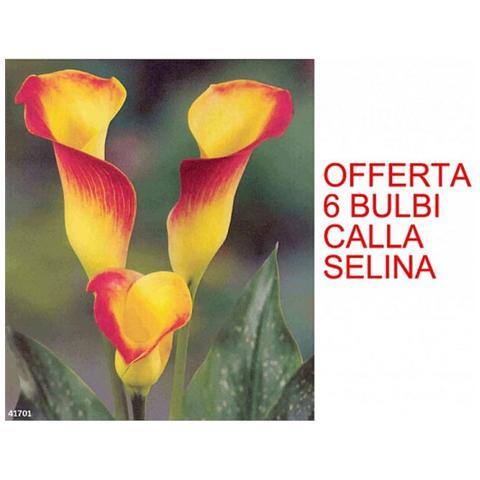6 Bulbi Di Calla Selina - Foto 1