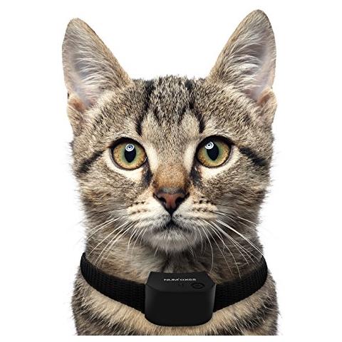 Num' Assi Collana Unico Canifugue Piccolo Cane Gatto- - Foto 2