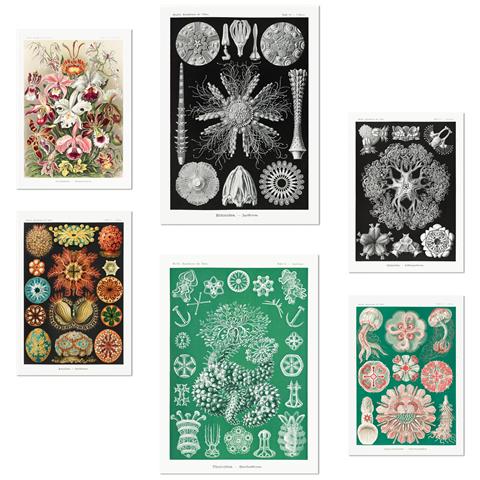 Set Di 6 Stampe Botanico Floreale Con Illustrazioni Di Design Per Decorare Le Pareti Della Tua Casa, Ufficio, Negozio E Attività Commerciale A3 & A4 Senza Cornice - Foto 1