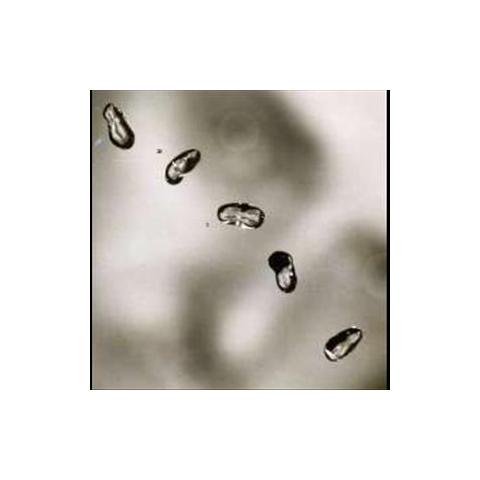 Cd Gabriel Peter - Up - Foto 1