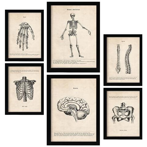 Set Di 6 Stampe Illustrazioni Mediche Di Scheletri In Stile Vintage Di Anatomia, Parti Del Corpo, Ossa E Muscoli A3 & A4 Cornice Nera - Foto 1