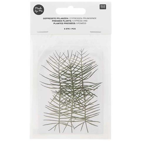 Ipoms E Cipressi Essiccati E Pressati - Foto 1