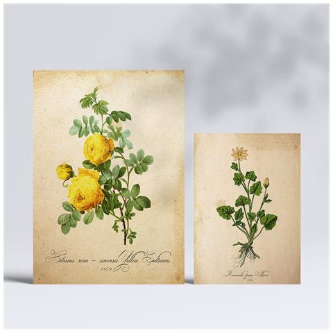 Set Di 6 Stampe Stampe A Colori Di Fiori Gialli, Natura E Botanica, Con Motivi Floreali In Stile Cartaceo Vintage, Design D'interni A3 & A4 Senza Cornice - Foto 2
