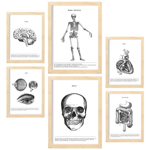 Set Di 6 Stampe Raccolta Di Poster Di Organi E Ossa Con Collage Estetico Per La Decorazione D'interni A3 & A4 Telaio In Legno Chiaro - Foto 1