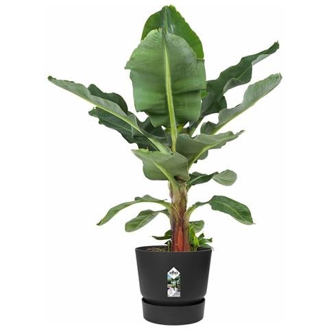 Vaso Nero Ø 55 Cm Plastica - Foto 1