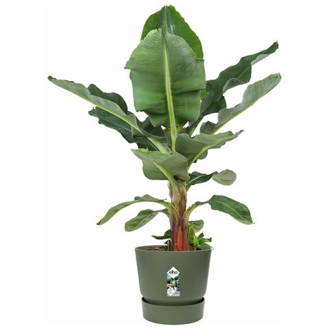 Vaso Verde Ø 55 Cm Plastica - Foto 2