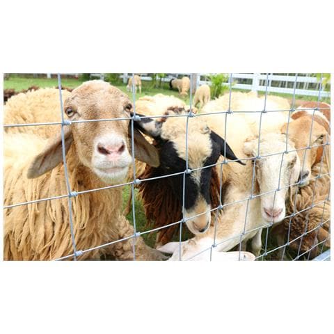200m, Rete Di Protezione Da Animali Selvatici, Rete Per Zona Boschiva, Rete Pastorale, Rete Annodata 180/16/15 - Foto 8